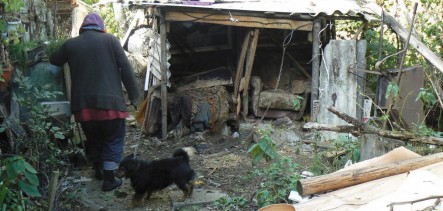 Martwe psy w Trzemeśni. Dlaczego zamarzły?