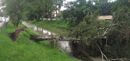 Oświadczenie Burmistrza Miasta i Gminy Myślenice w sprawie wycinki drzew przy drodze powiatowej ul. Słowackiego w Myślenicach