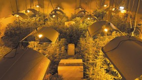 Zlikwidowana duża plantacja marihuany