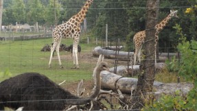 Zwierzyńce i Ogrody Zoologiczne (ZOO) - cz. 2