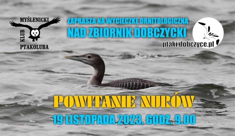 Powitanie nurów – Wycieczka ornitologiczna nad Zbiornik Dobczycki