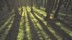 Pozytywny wpływ lasu na zdrowie człowieka