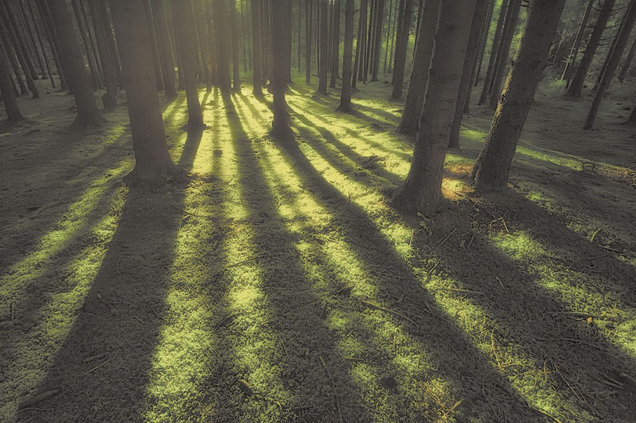 Pozytywny wpływ lasu na zdrowie człowieka